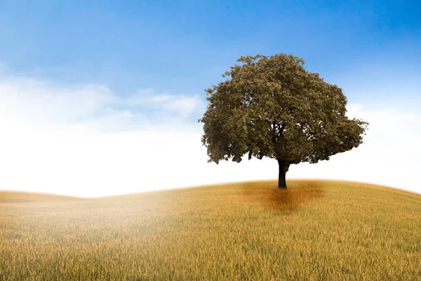 Concept van het leven. Grote alleen boom in het veld. Levensboom. — Stockfoto