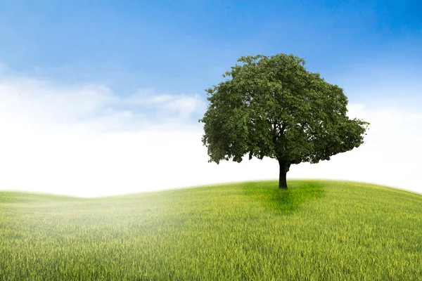 Concept of life. Big alone tree in the field. Tree of life. Stock Photo