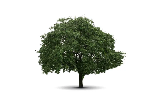 白い背景で隔離のツリー — ストック写真