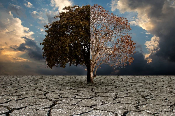 Zmieniła Się Koncepcja Klimat Drzewo Stoi Rozdrożu Uratować Ten Środowisko — Zdjęcie stockowe