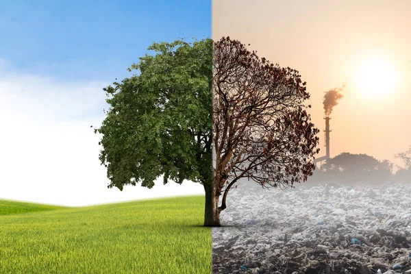 Concepto Clima Cambiado Árbol Medio Vivo Medio Muerto Parado Encrucijada —  Fotos de Stock