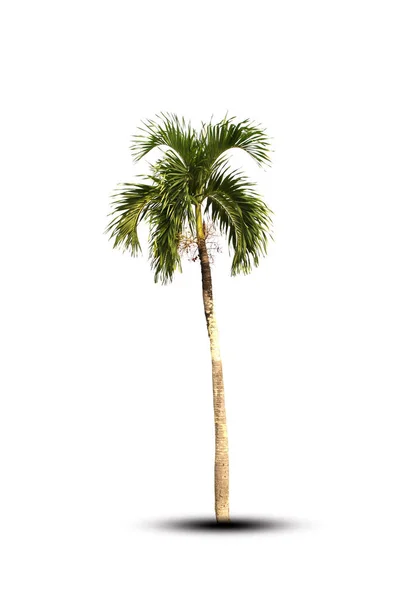 Palmeira Isolada Sobre Fundo Branco — Fotografia de Stock