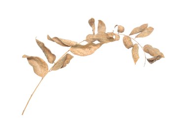 Beyaz bir arka plan üzerinde kuru yaprak yaprak Phyllanthus acidus sarı öldü