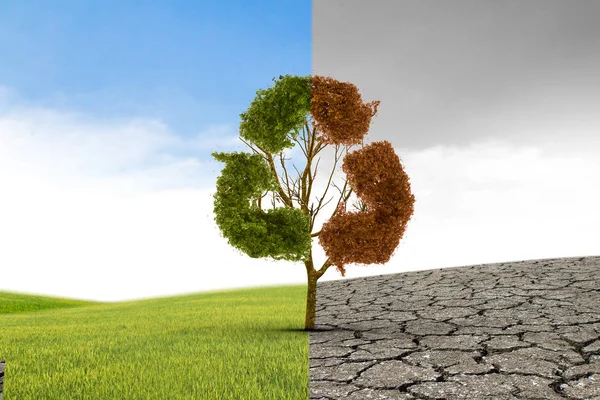 İklim kavramı değişti. Yarı canlı ve yarı ölü tre