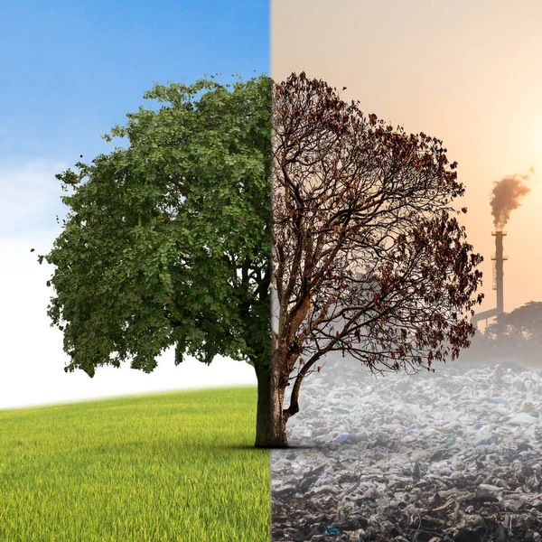 Поняття клімату змінилося. Половина живих і половина мертвих дерев — стокове фото