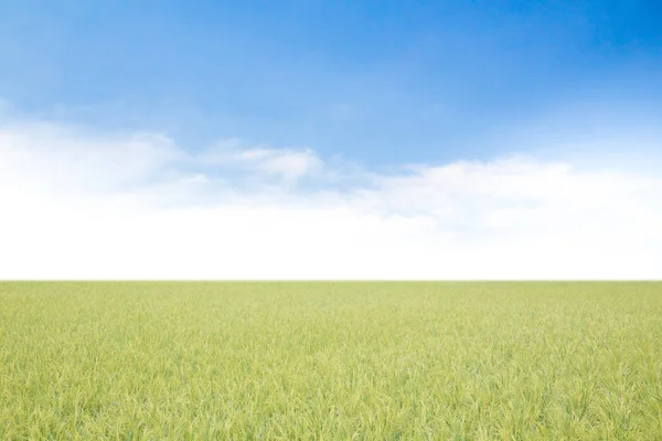 Risfält Bakgrund Blå Himmel — Stockfoto