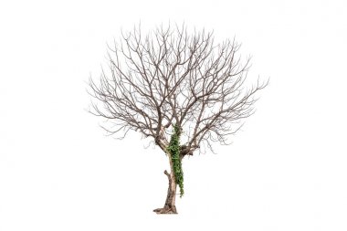 Tek eski ve ölü ağaç ve beyaz arka plan üzerinde izole bir kök genç ateş