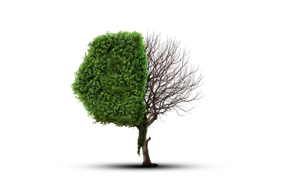 Ağacı Ikiye Yanarak Diğer Yarısı Hala Hayatta Süslü Yeşil Yeşillik — Stok fotoğraf