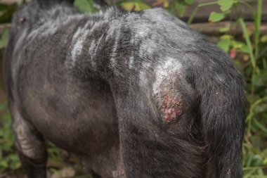 mücadele ile diğer köpek sonra yaralı