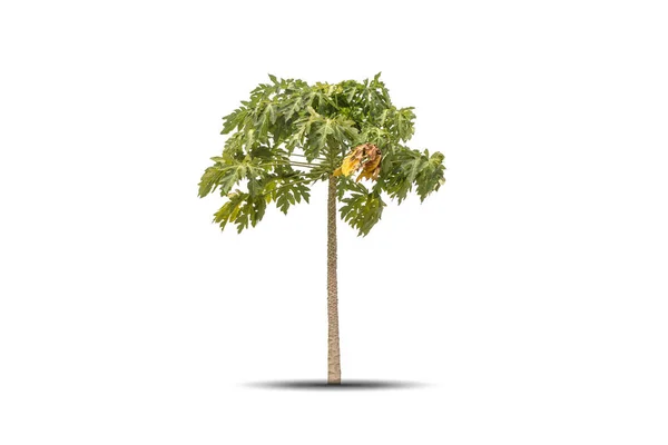 Albero Papaia Isolato — Foto Stock