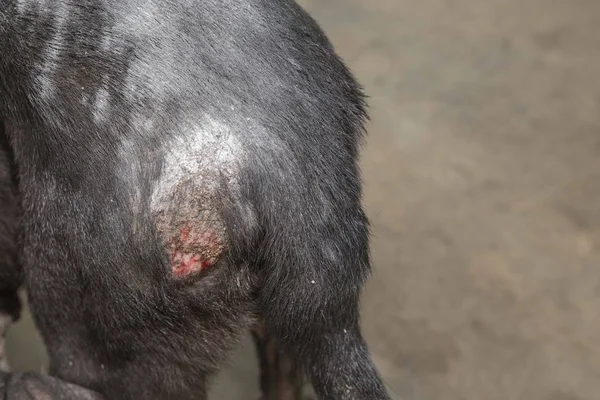 Ferido Após Luta Com Outro Cão — Fotografia de Stock