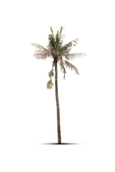 乾燥ココナッツの木が白い背景で死んでいます — ストック写真