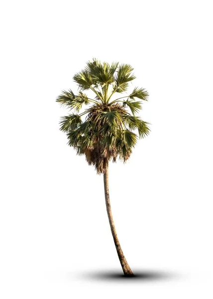 Known Several Common Names Including Asian Palmyra Sugar Palm — Stock Photo, Image