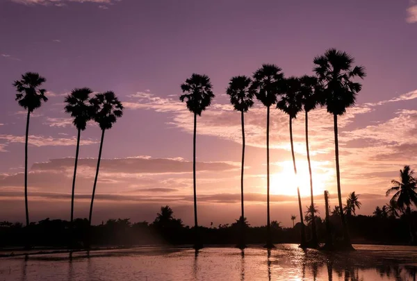 Zonsondergang Met Suiker Palm — Stockfoto