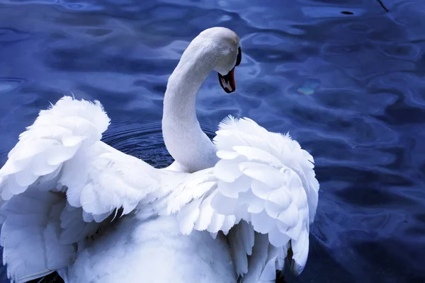 Cygne blanc dans le lac — Photo