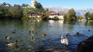 Genç İsviçre'Kuğu