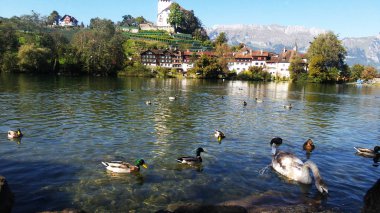 Genç İsviçre'Kuğu