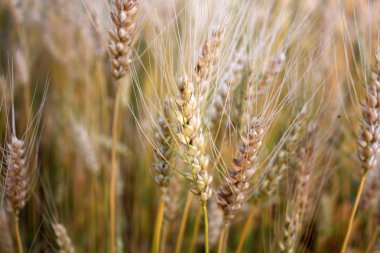 Altın buğday tarlasında