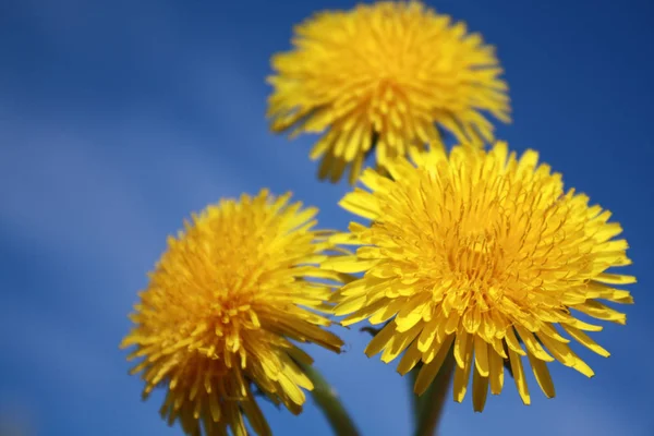 Diente de león amarillo en el fondo del cielo —  Fotos de Stock