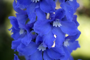 Mavi delphinium makro