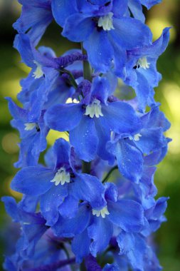 Mavi delphinium makro