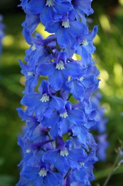 Mavi delphinium makro
