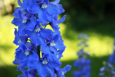 Mavi delphinium makro