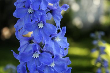 Mavi delphiinium makro bahçede