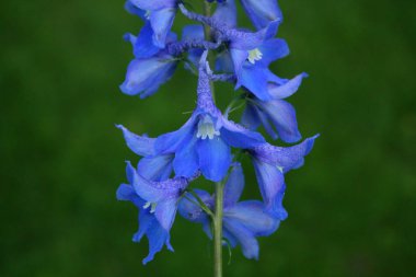 Mavi delphinium makro bahçede
