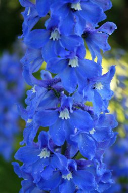 Mavi delphinium makro