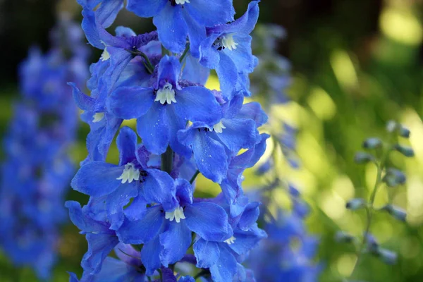Mavi delphinium makro