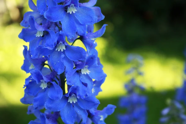 Blue delphinium macro — Stock Photo, Image