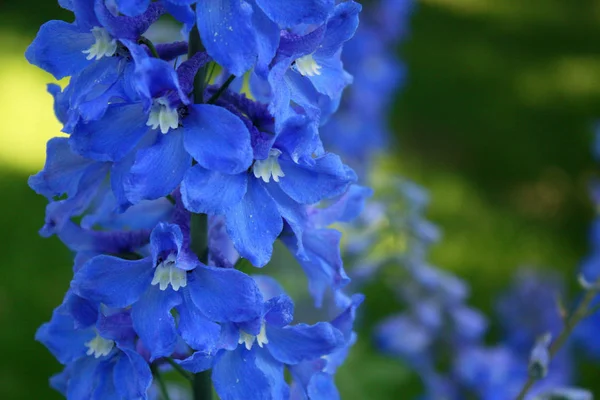 Blue Delphinium Macro Garden — Stock Photo, Image