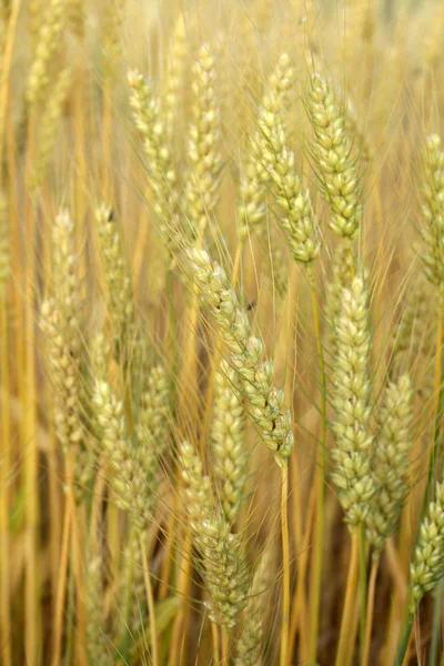 田里的金黄色小麦 — 图库照片
