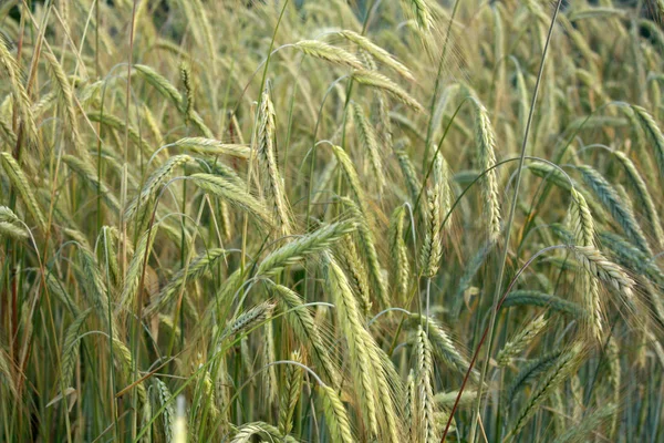 田里的黑麦 — 图库照片