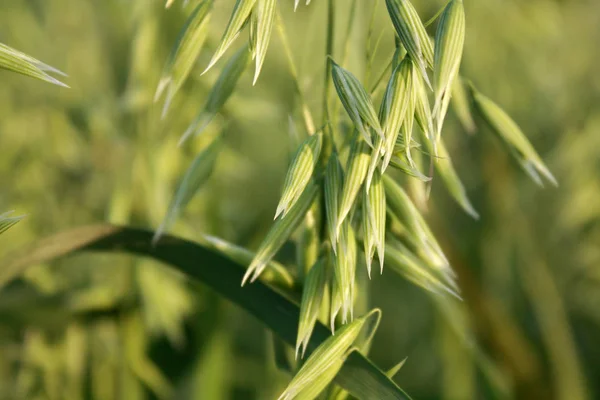 Oats green in the field