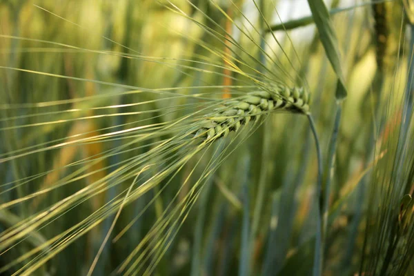 田里的青小麦 — 图库照片