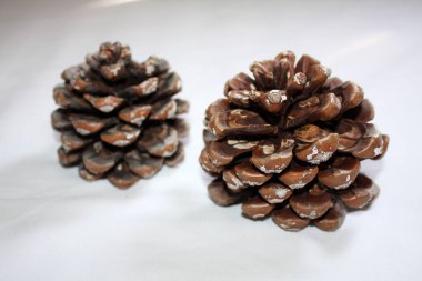 çam kozalağı beyaz zemin üzerine