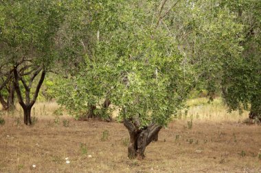 Zeytin Bahçesi yaz aylarında. Güneşli bir gün. Dalmaçya.