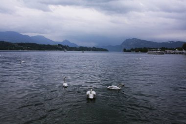 Luzern Gölü'beyaz kuğu. İsviçre.