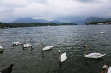 Luzern Gölü'beyaz kuğu. İsviçre.