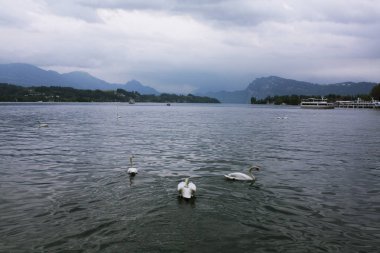 Luzern Gölü'beyaz kuğu. İsviçre.