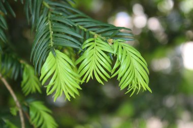 Yeşil çam çam ağacı makro