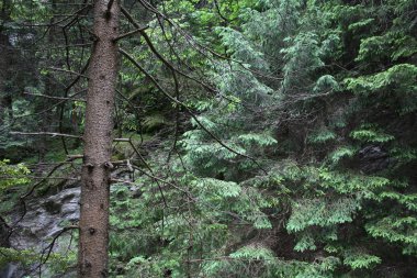 Viamala İsviçre köprü manzara