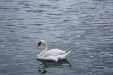 Gölde beyaz kuğular