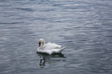 Gölde beyaz kuğular