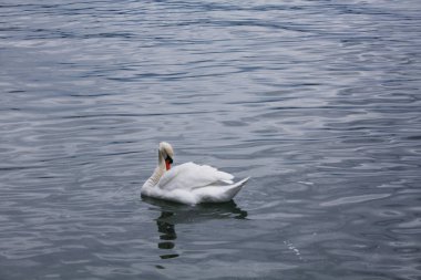 Gölde beyaz kuğular