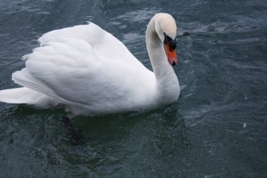 Gölde beyaz kuğular