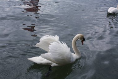 Gölde beyaz kuğular