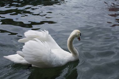 Gölde beyaz kuğular